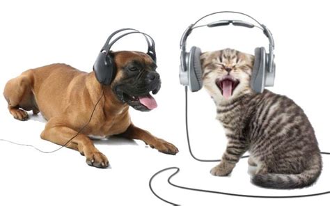 do animals enjoy music