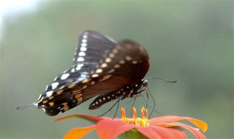 Why Didn't the Butterfly Go to the Dance and What Lay Behind Its Choice